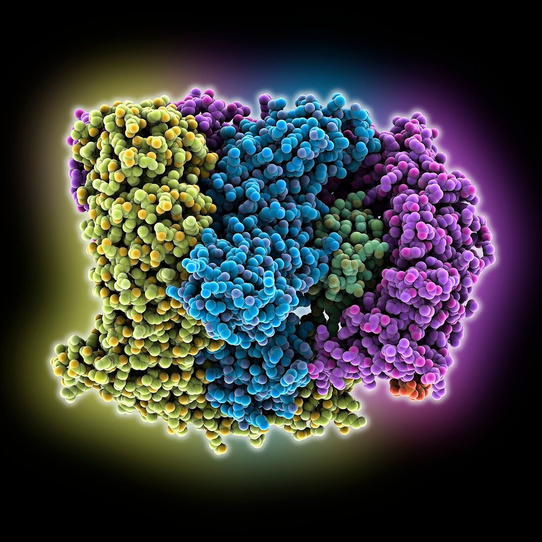 AP2 clathrin adapter complex