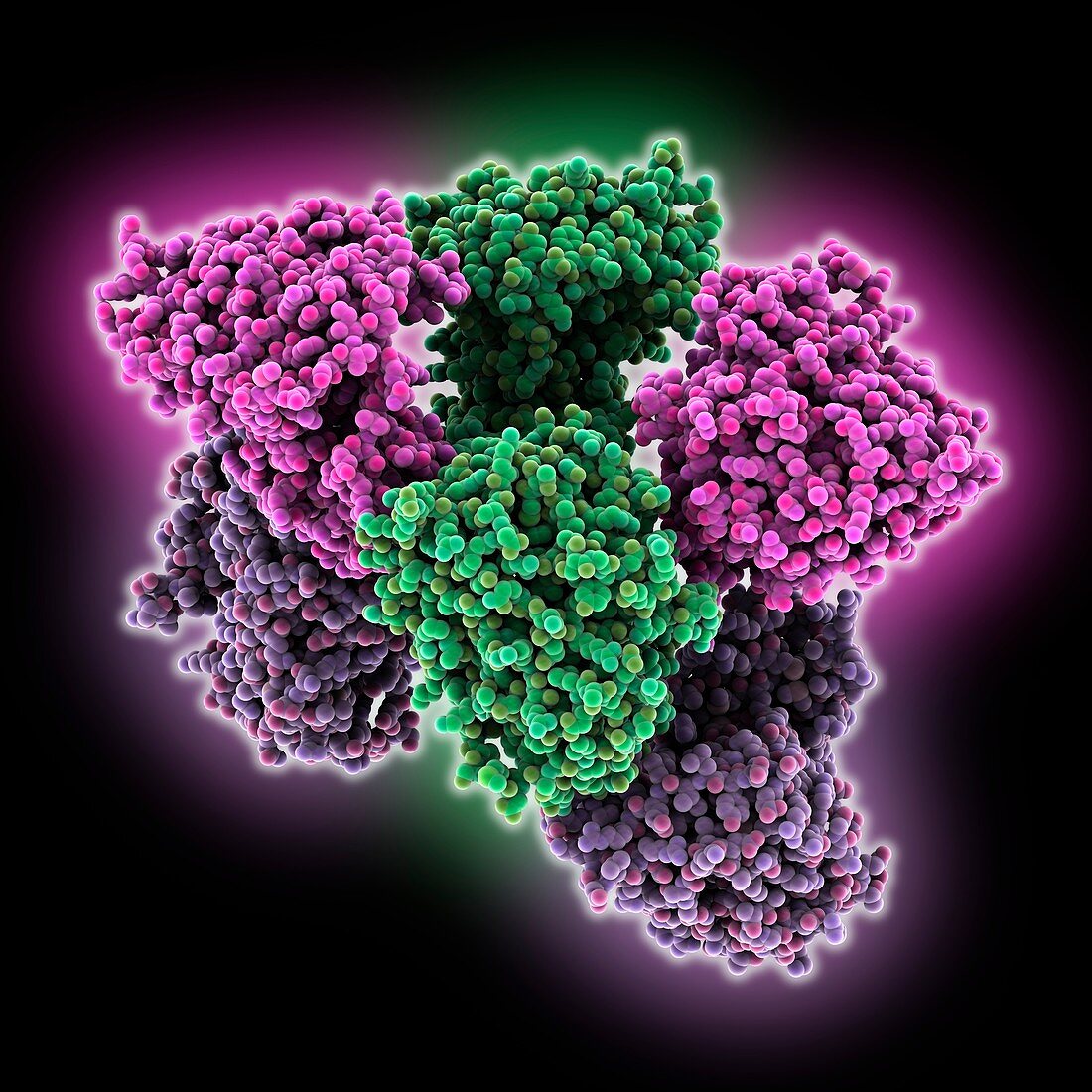 Influenza A virus ribonucleic complex