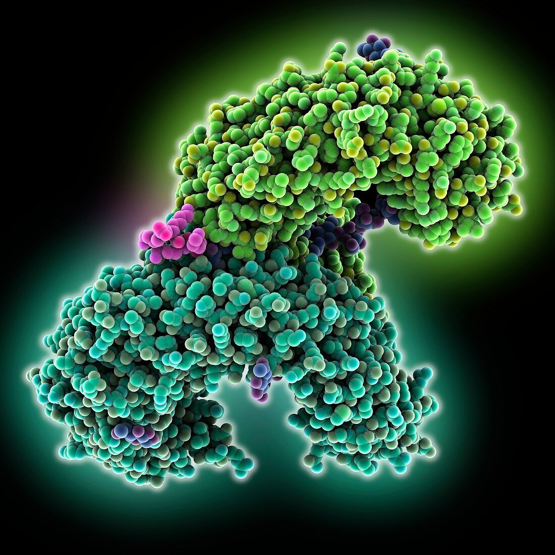 Toll-like receptor complex