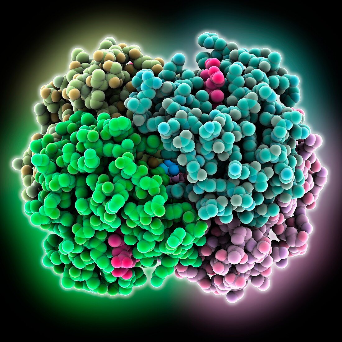 Glycated human haemoglobin molecule