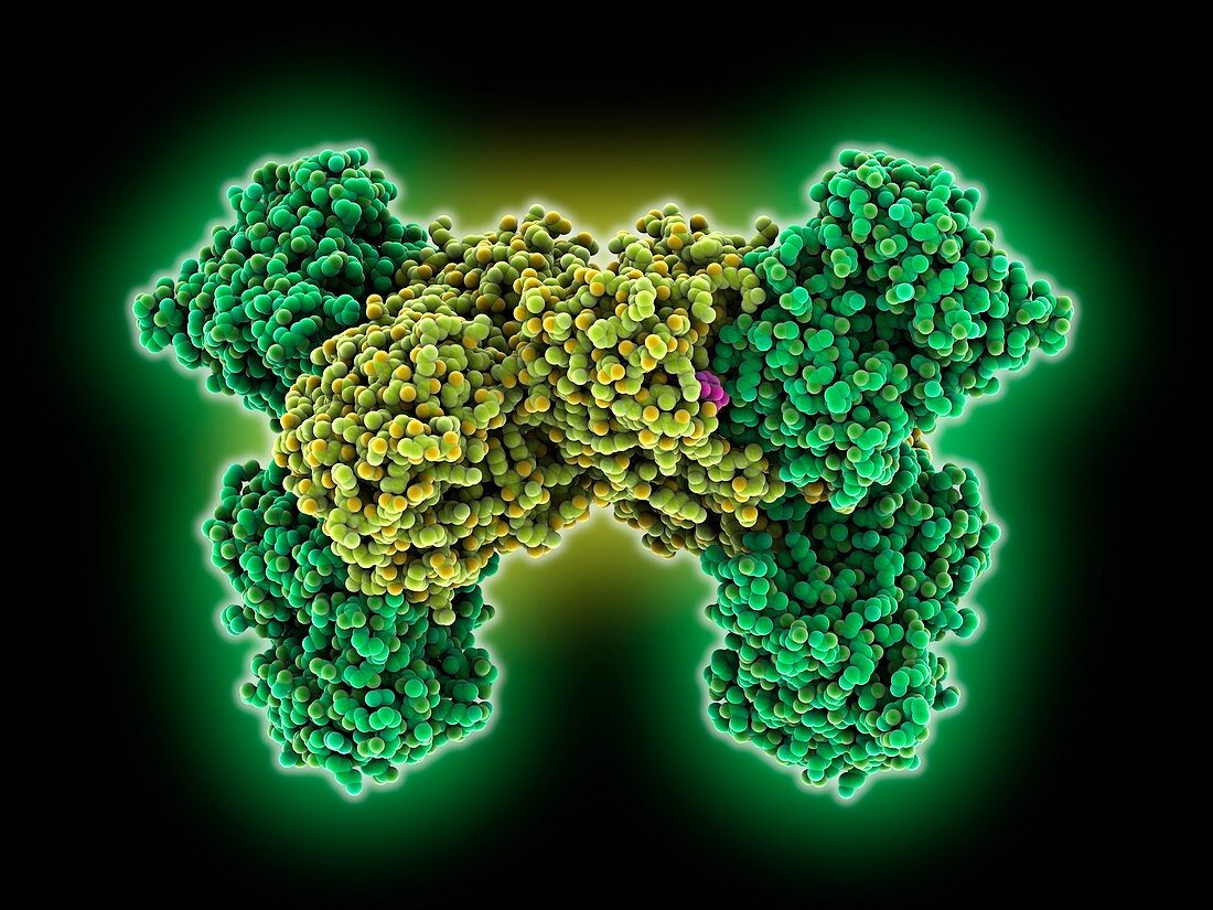 Isocitrate dehydrogenase complex