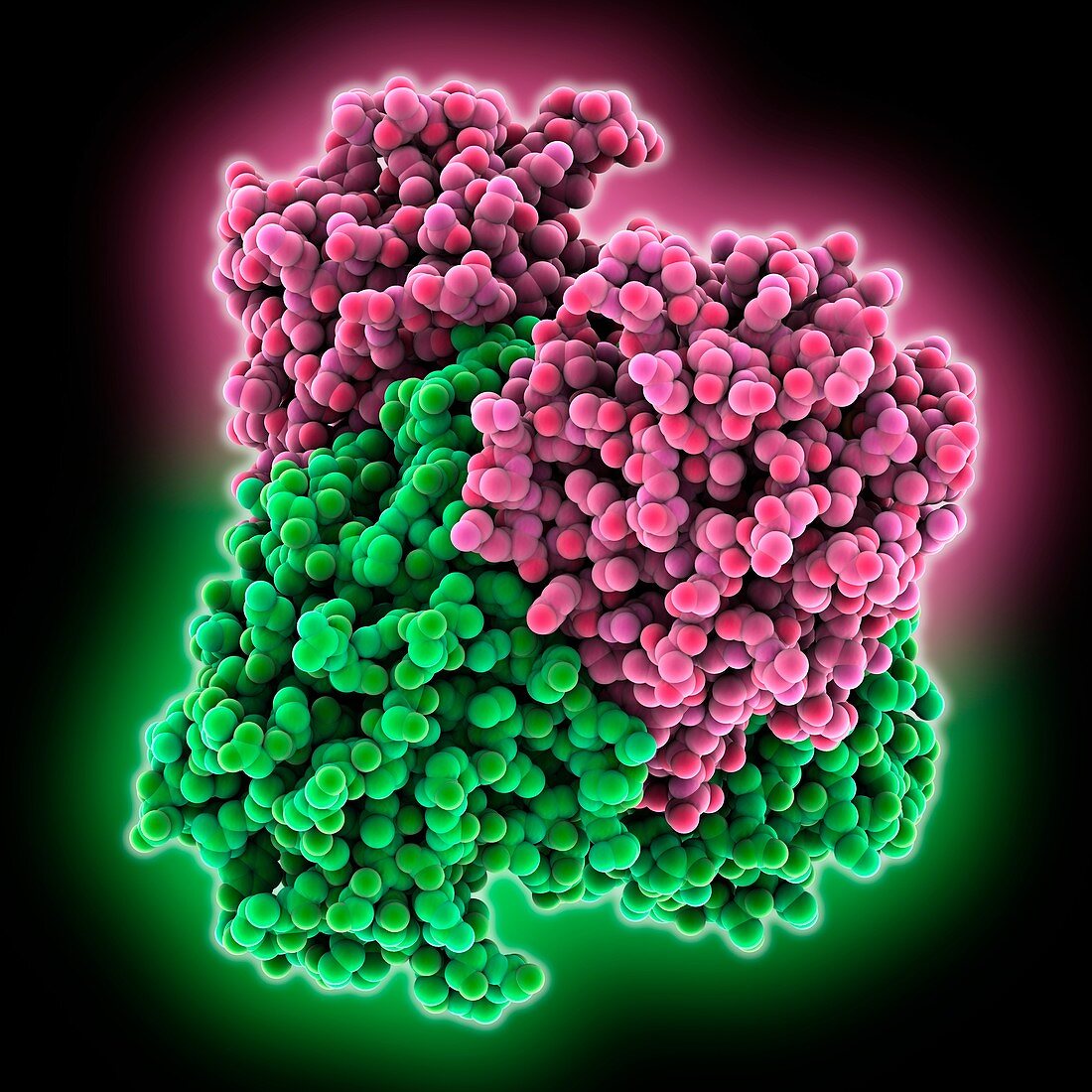 Concanavalin A molecule