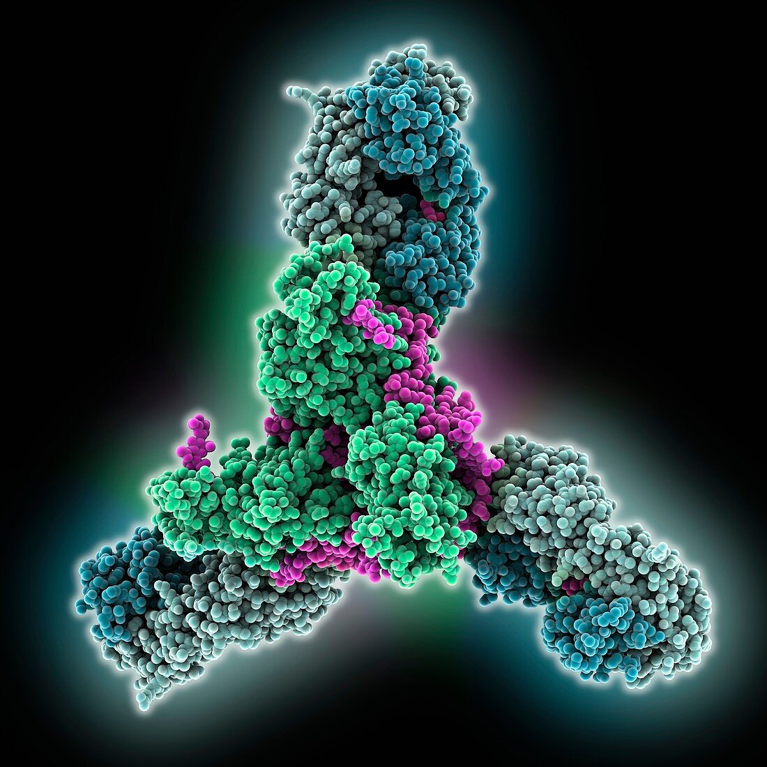 Ebola virus glycoprotein complex
