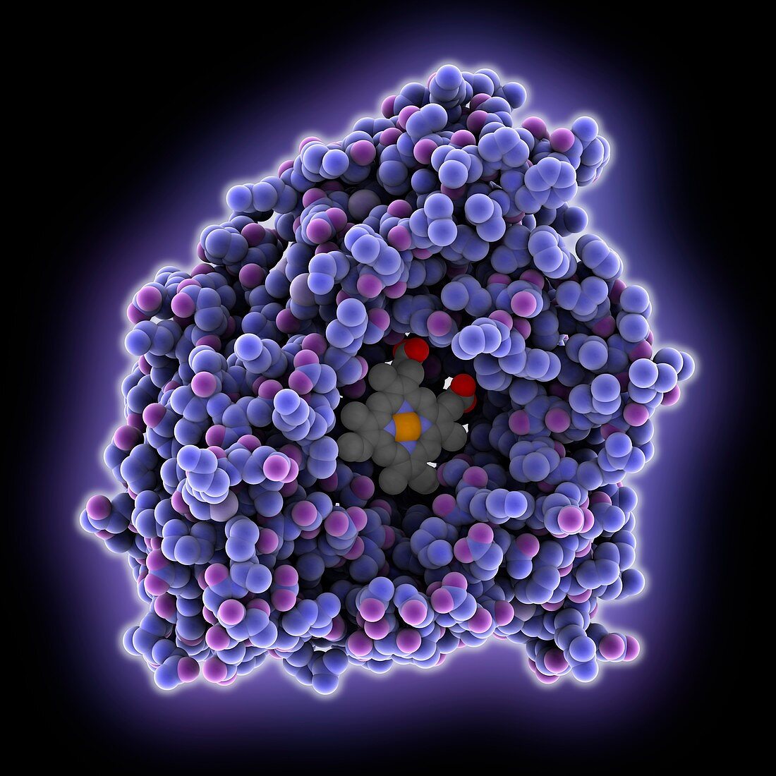 Human cytochrome P450 molecule
