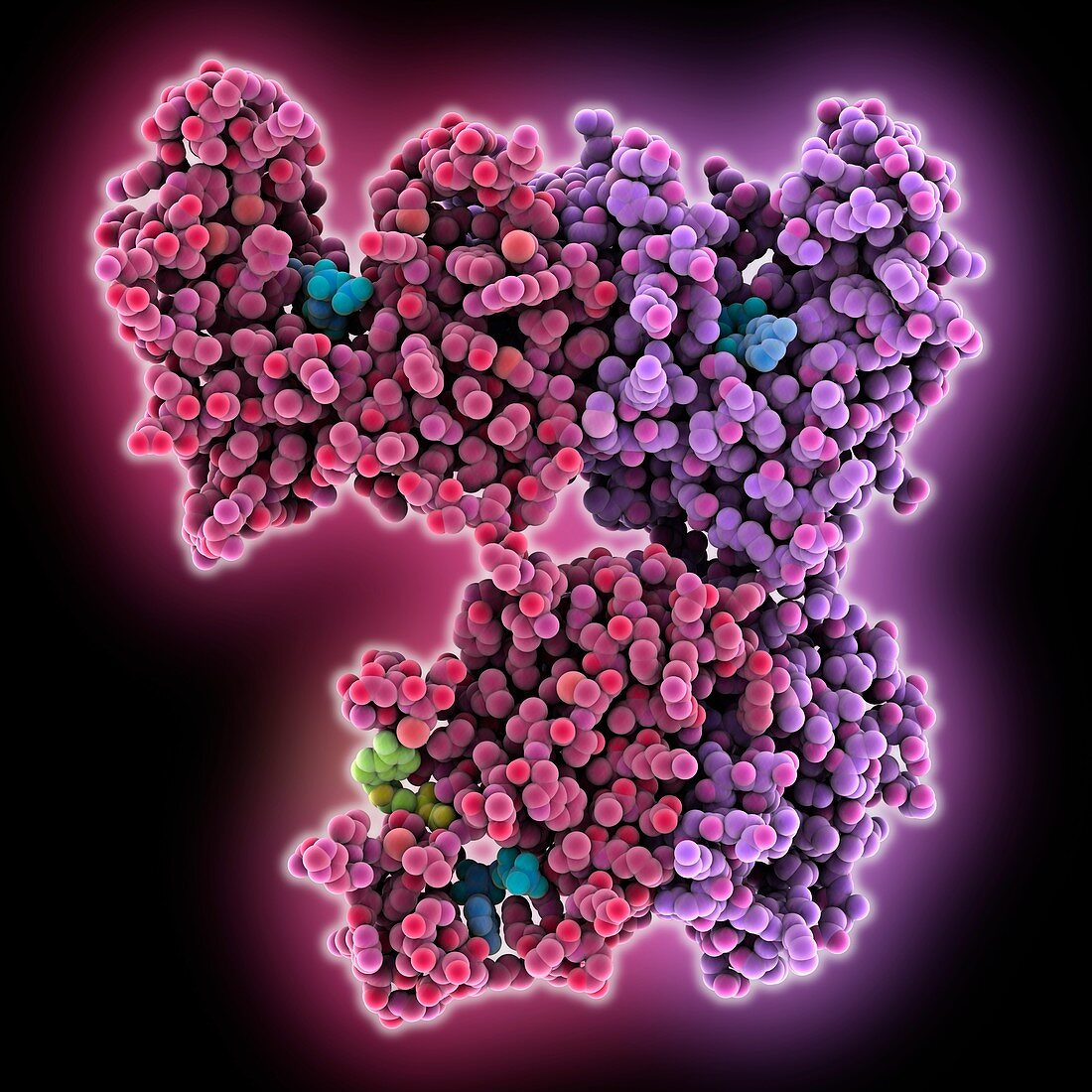 Human PAPS synthetase complex