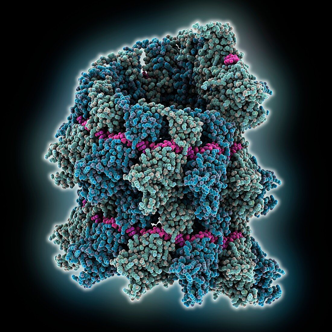 Virus nucleoprotein RNA nucleocapsid
