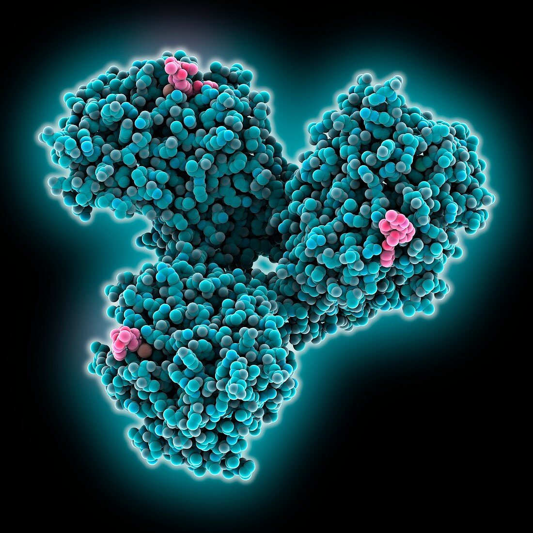 WSN A influenza nucleoprotein complex