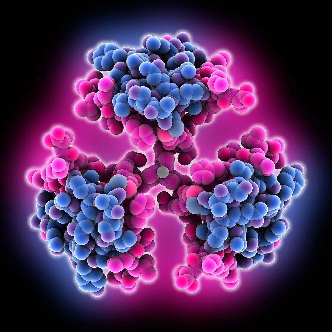 Bovine insulin molecule