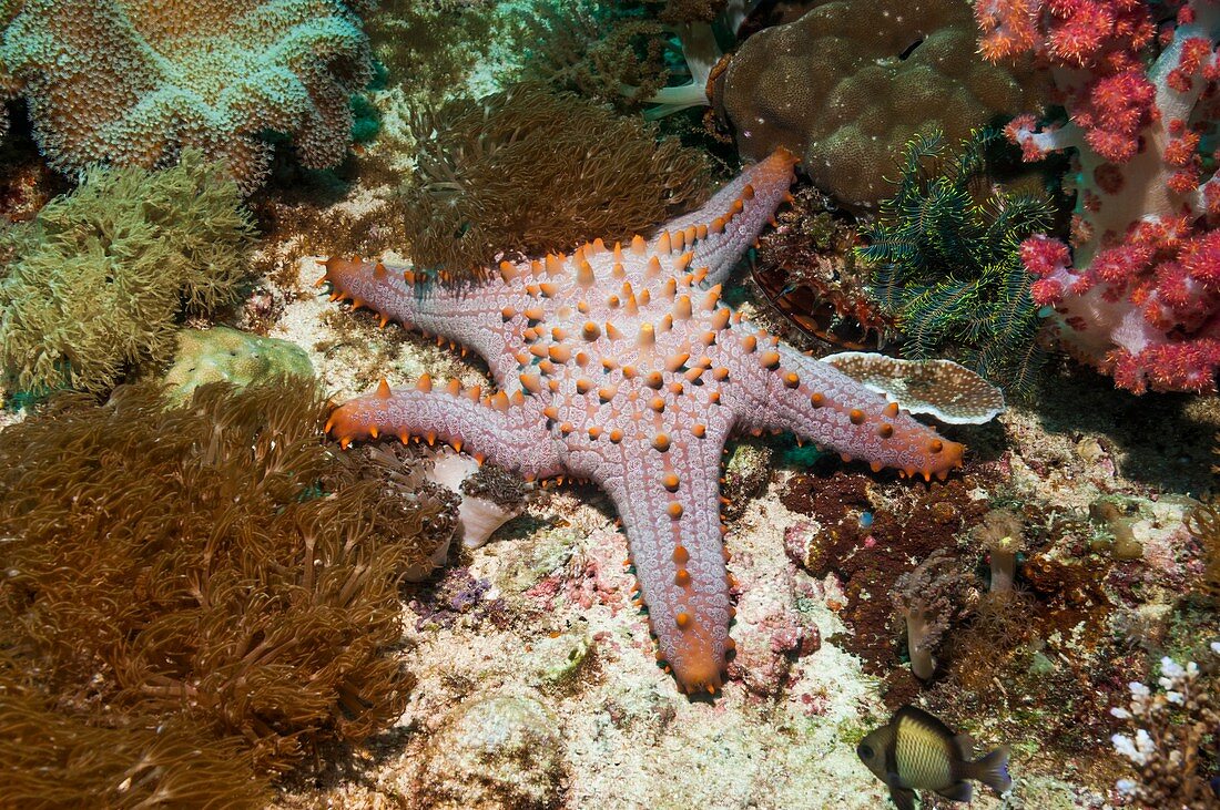 Pentaceraster cushion starfish