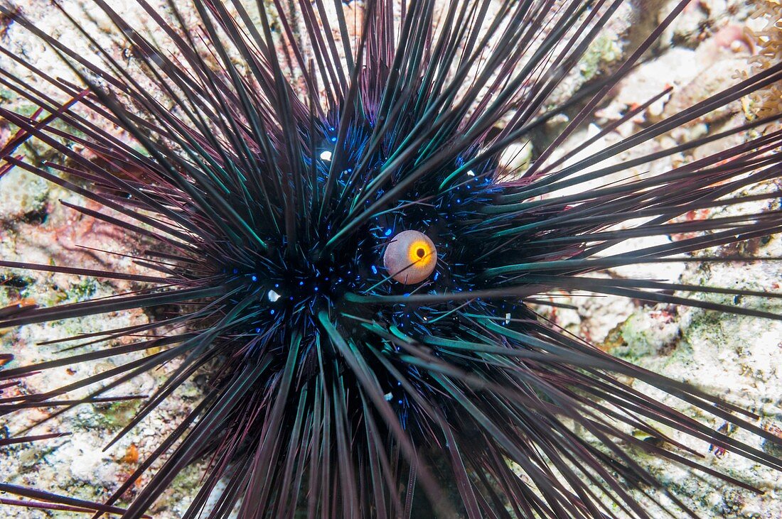 Sea urchin and anal sack