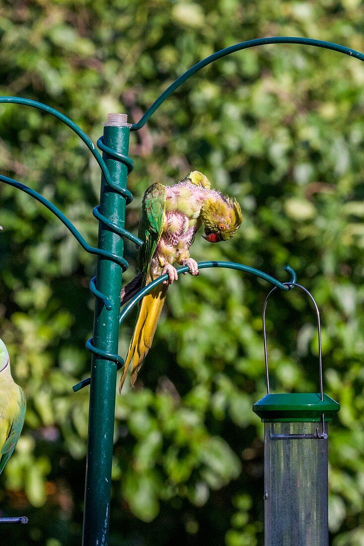 Moulting ring-necked parakeet on a bird feeder