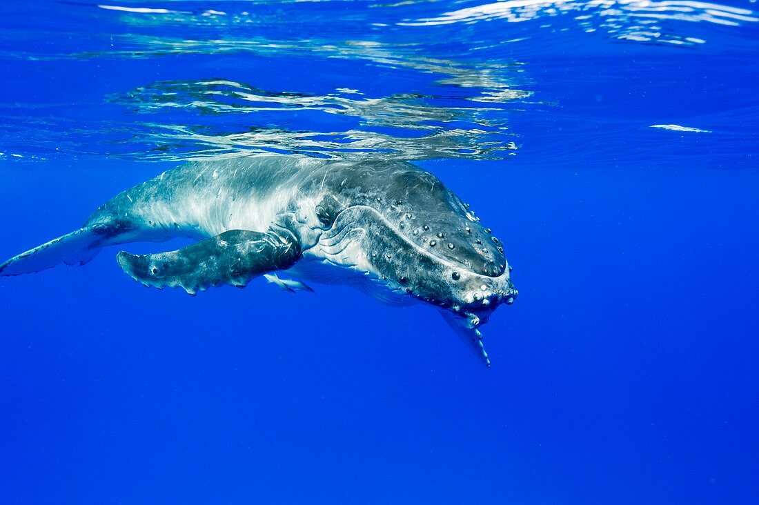 Humpback whale calf