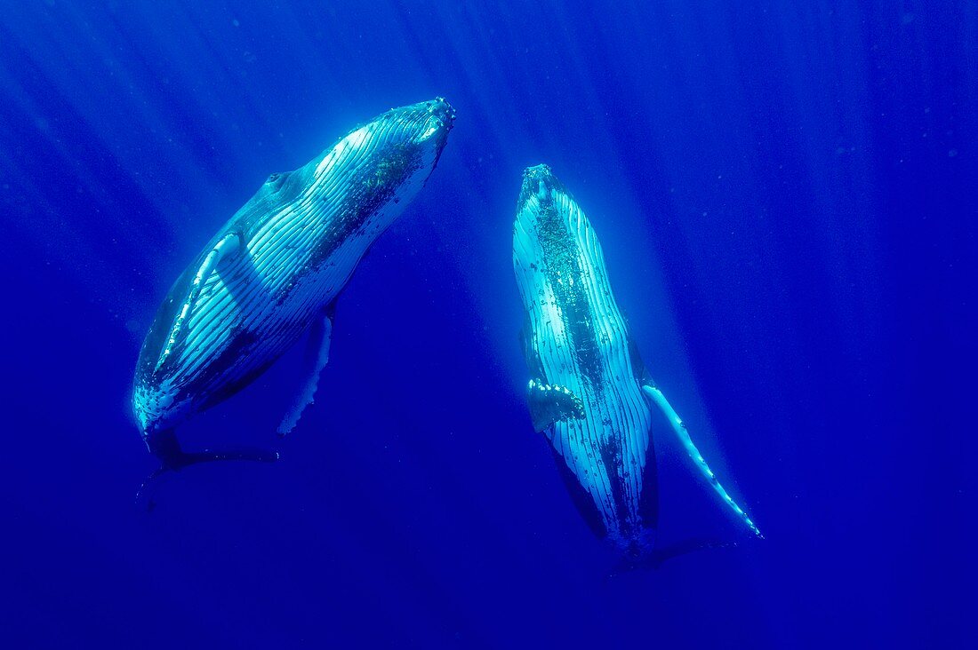 Humpback whales