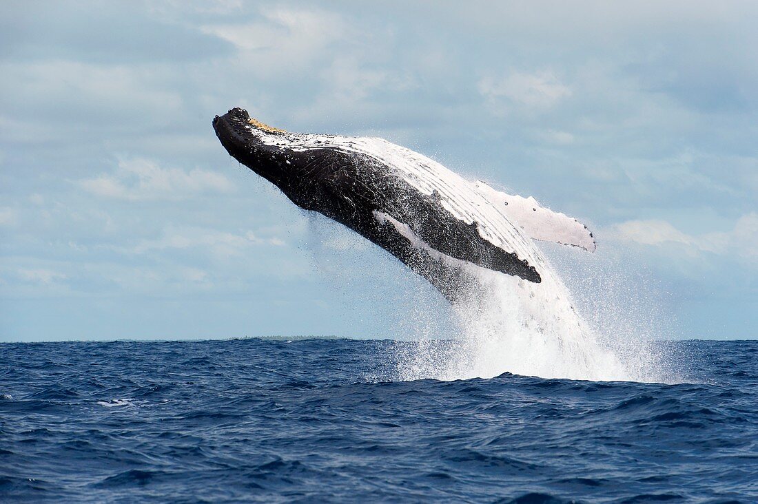 Humpback whale breaching