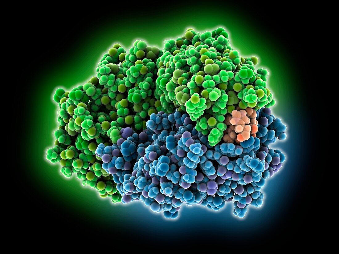 Antibody complexed with amyloid beta