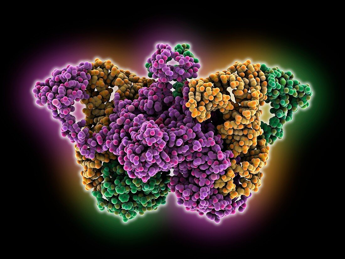 Glycyl-tRNA synthetase tRNA complex