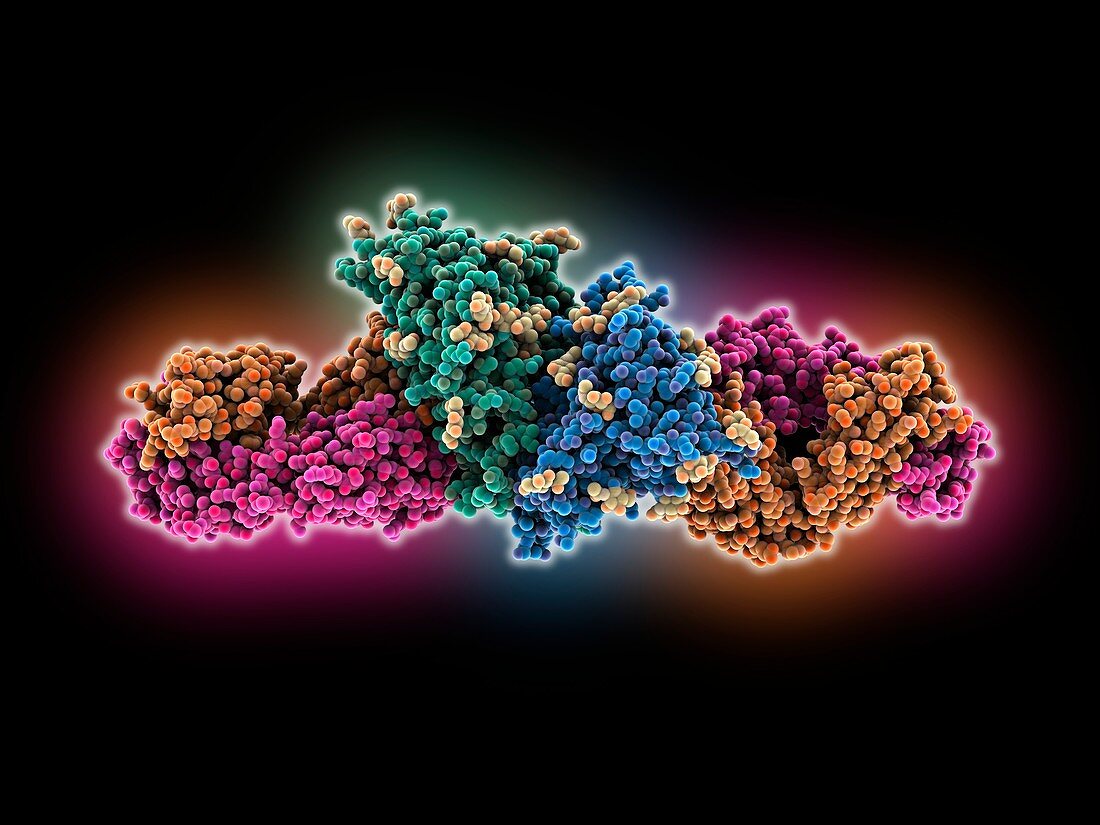HIV-1 glycoprotein GP120 complex