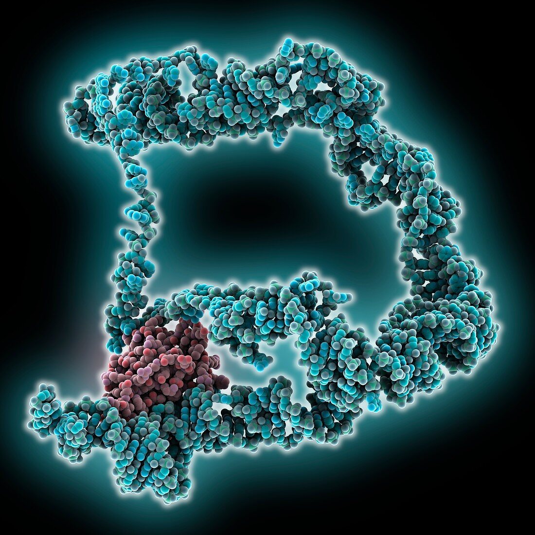 Transfer-messenger RNA molecule