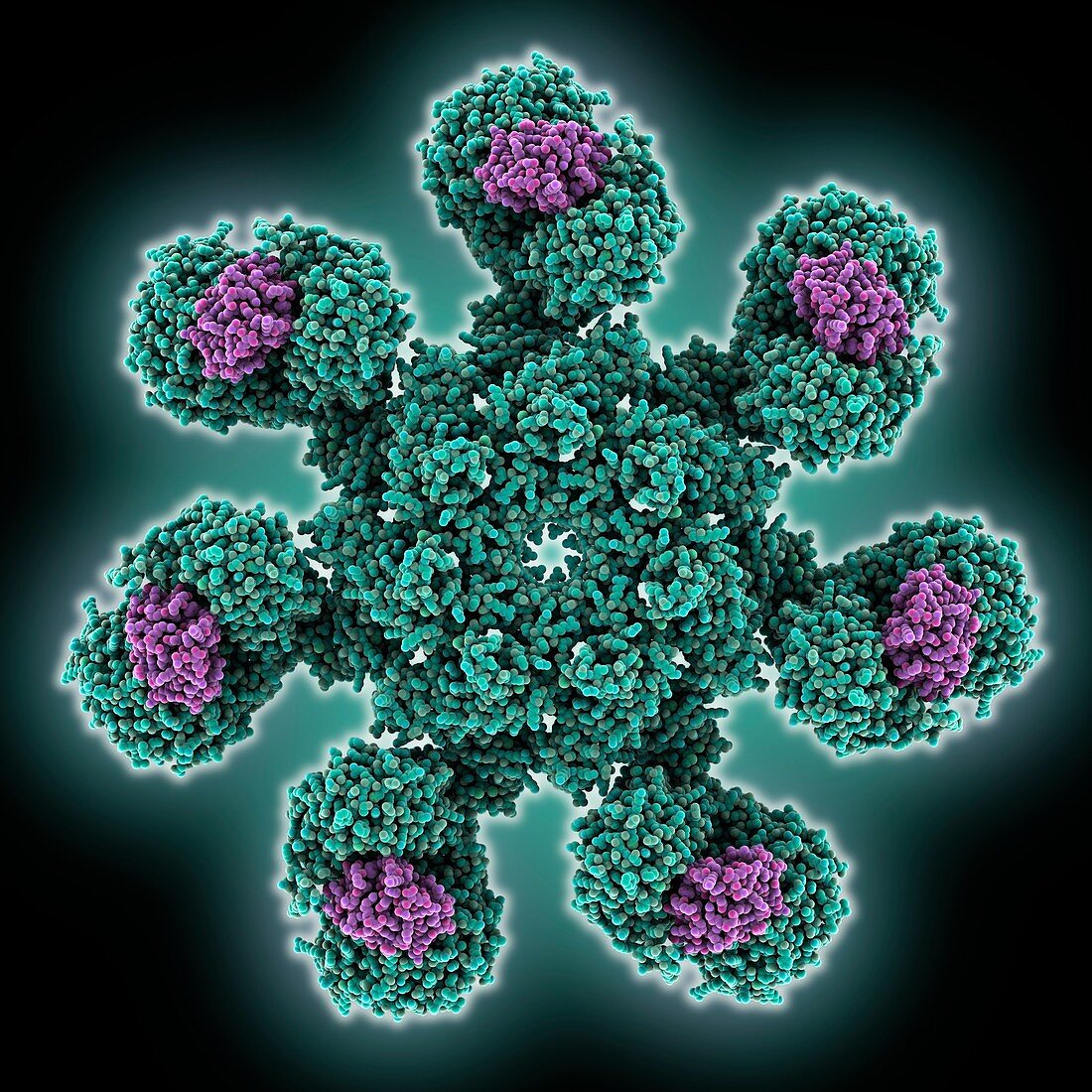Human apoptosome molecule