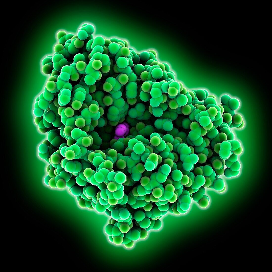 D-alanyl-D-alanine peptidase molecule