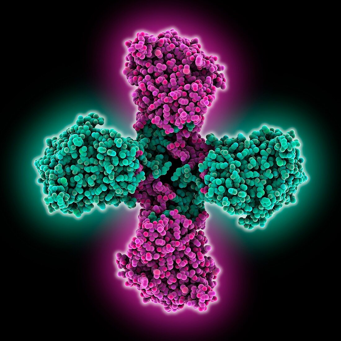 Influenza B virus nucleoprotein