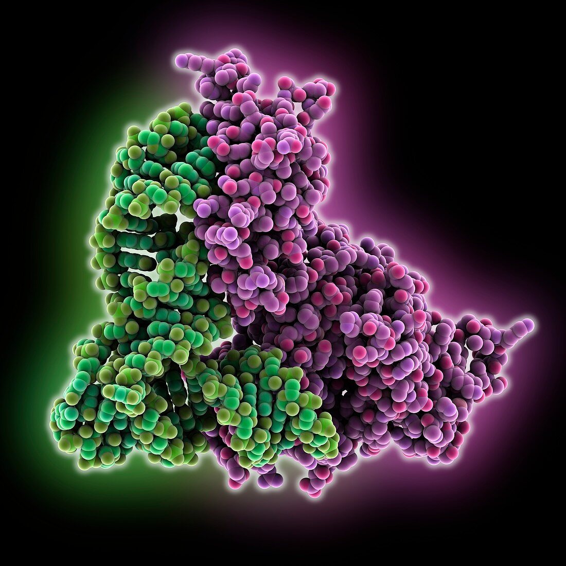 Mitochondrial tRNA synthetase tRNA complex