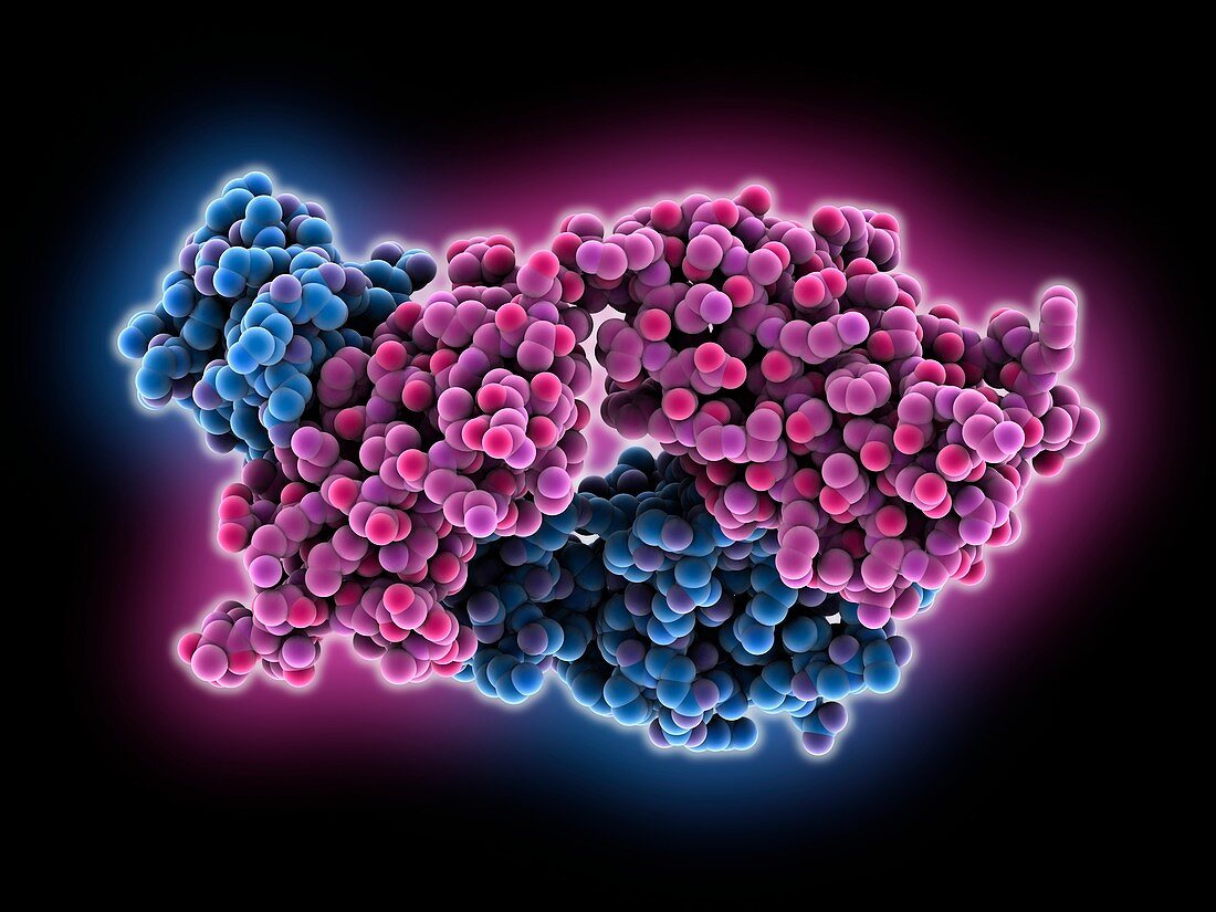 Human monoclonal antibody E317