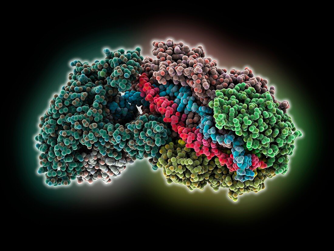 CRISPR-Cas RNA silencing complex