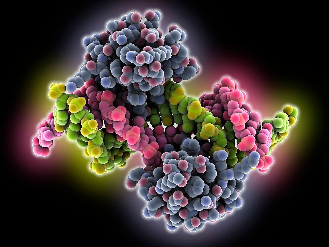 Transcription regulator DNA complex