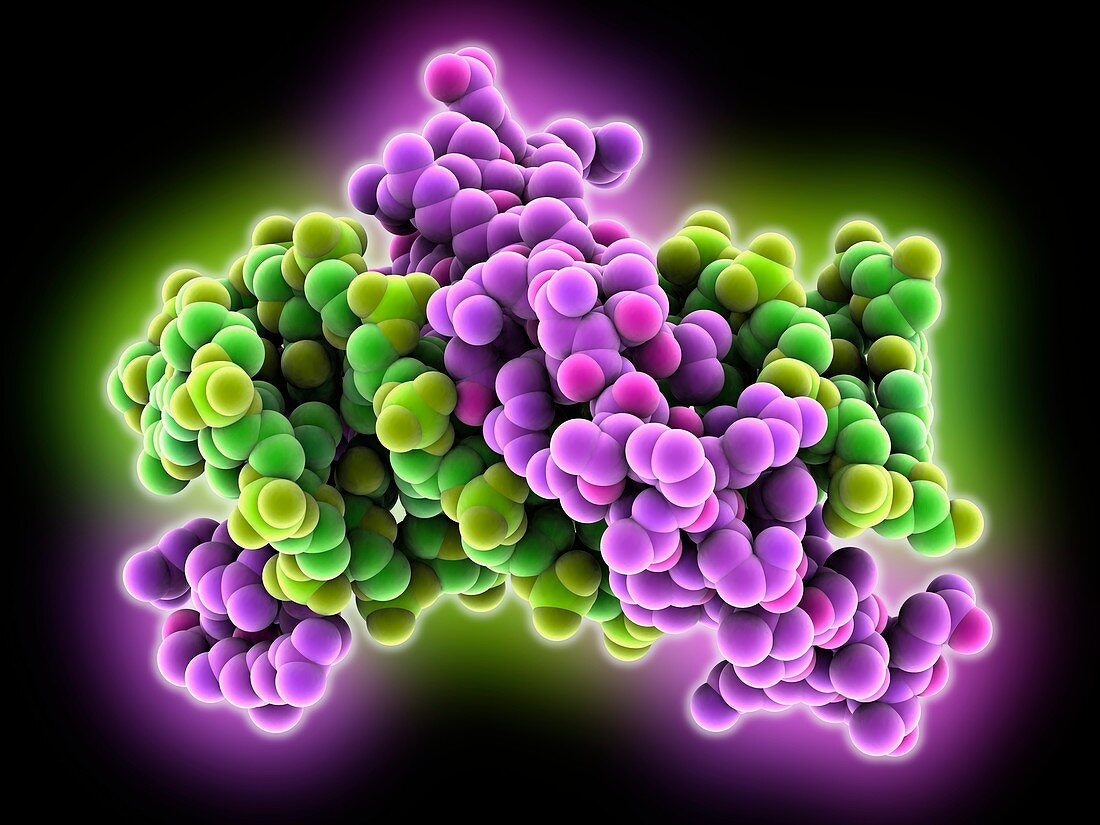 Silkworm BmSTPR DNA complex