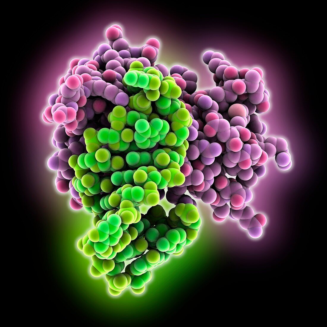 Hexa-loop RNA roquin complex