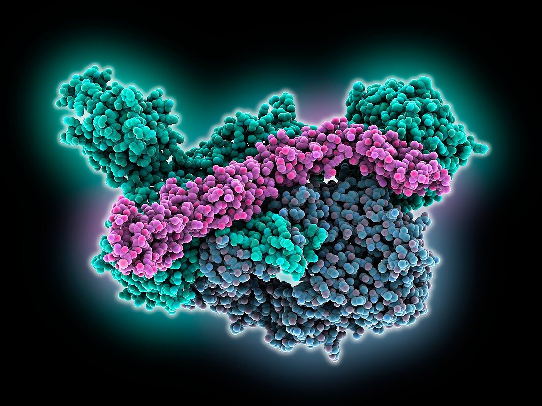 C3B complexed with smallpox inhibitor