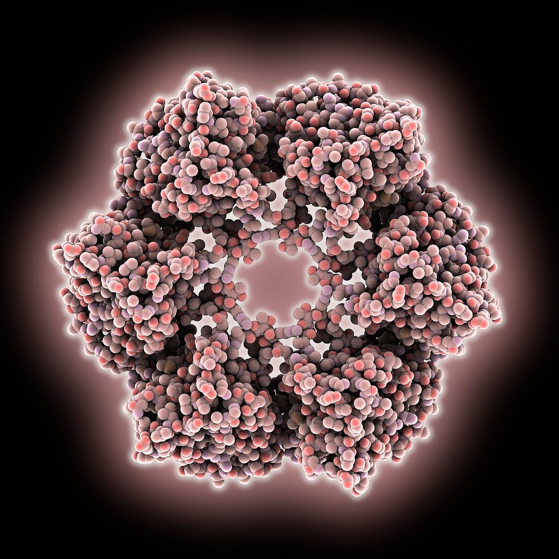 Toscana virus nucleocapsid protein