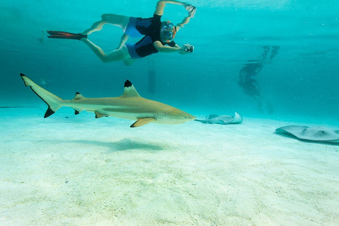 Snorkeller with blacktip reef shark and stingrays