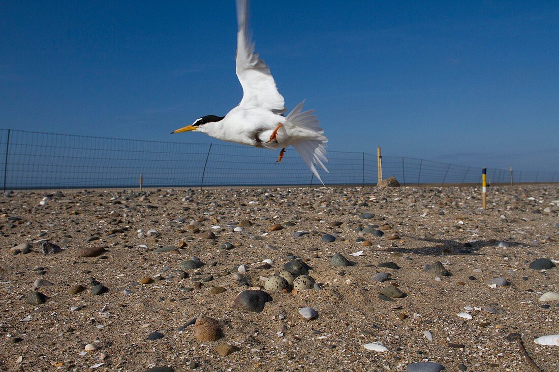 Little tern conservation