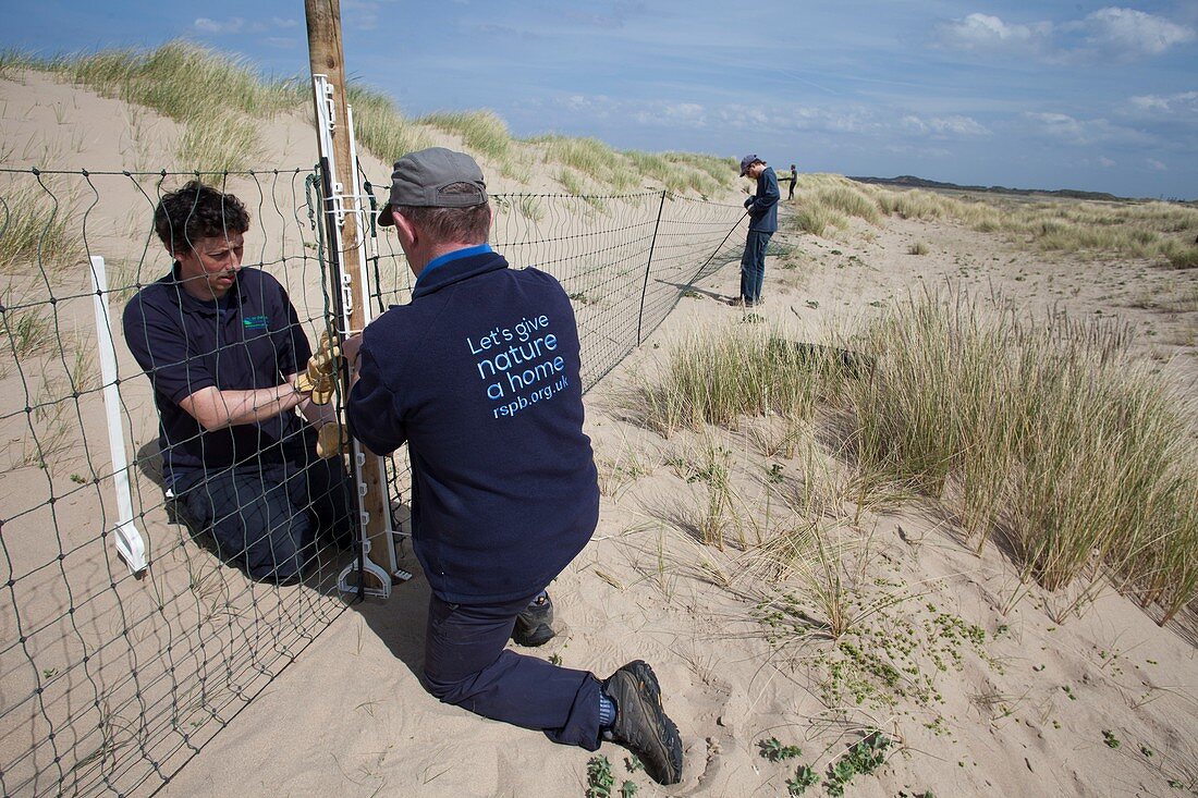 Protecting little tern nesting area