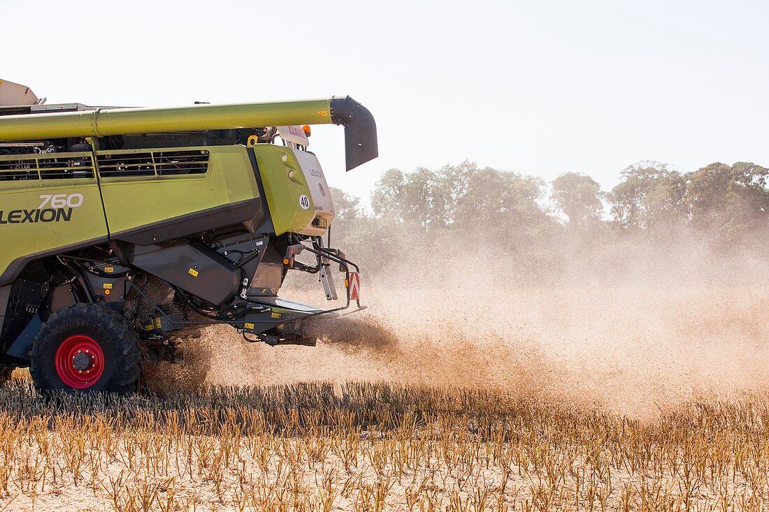 Chaff from rapeseed harvesting