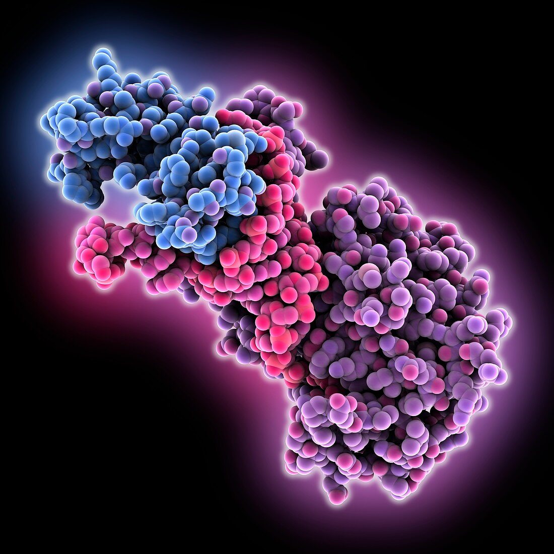 mRNA stem-loop-binding protein complex