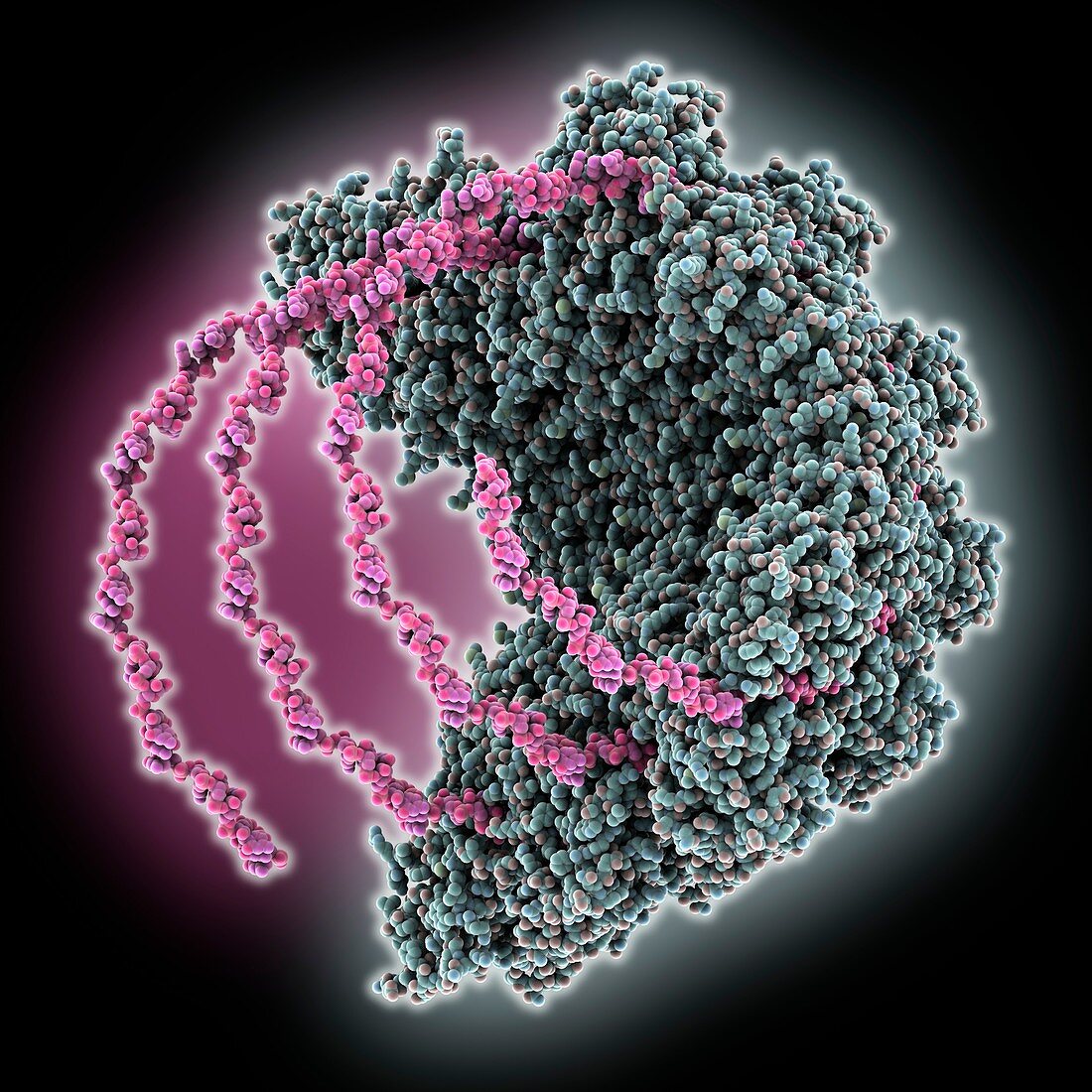 Measles virus helical nucleocapsid