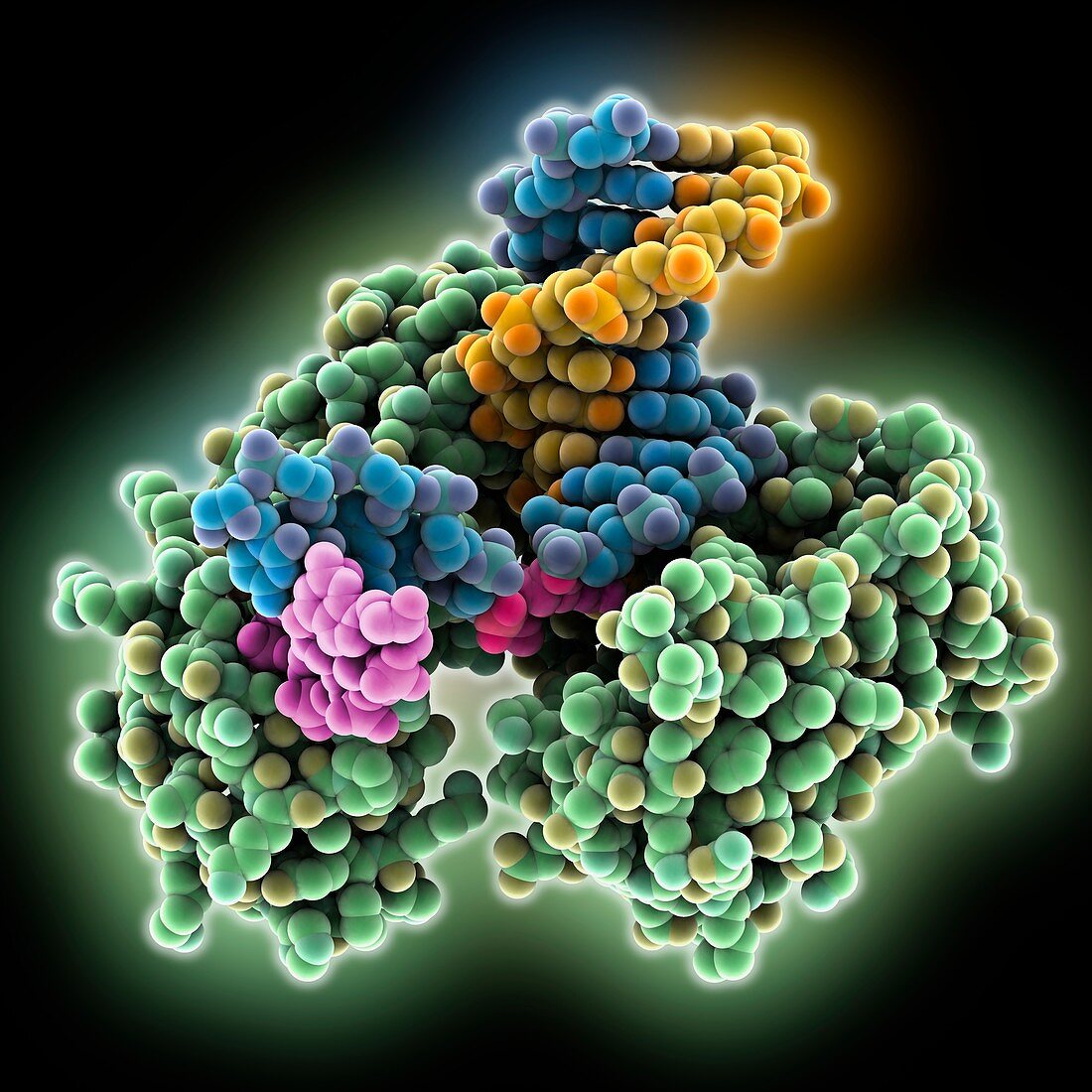 DNA polymerase beta complex
