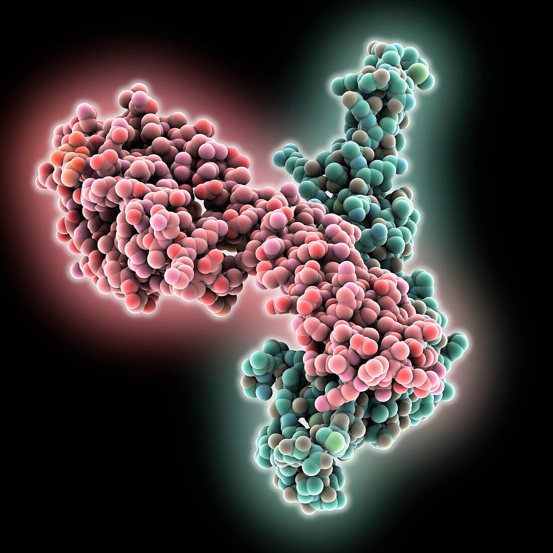 Amyloid precursor protein complex