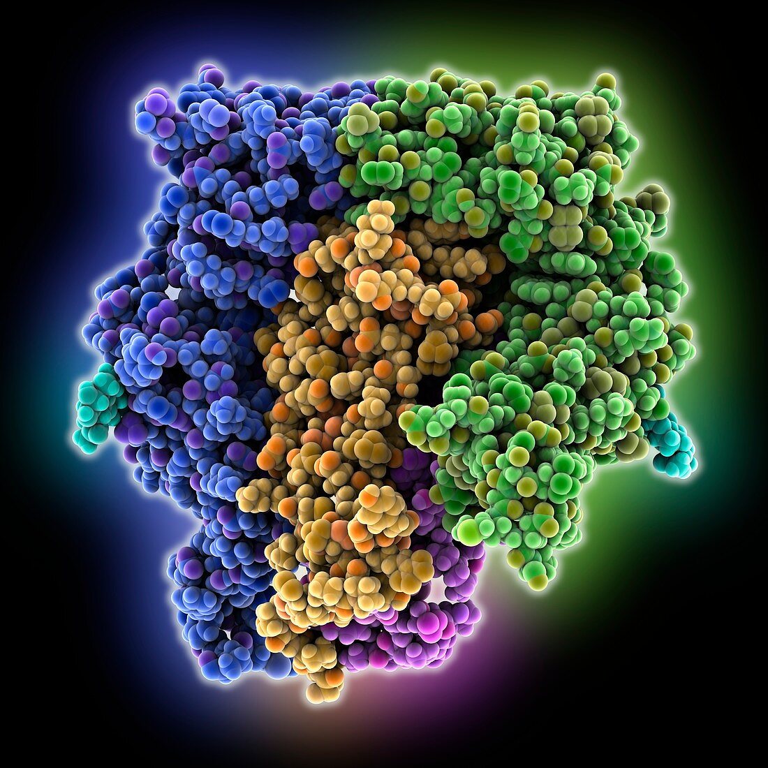 Receptor tyrosine kinase Torso complex