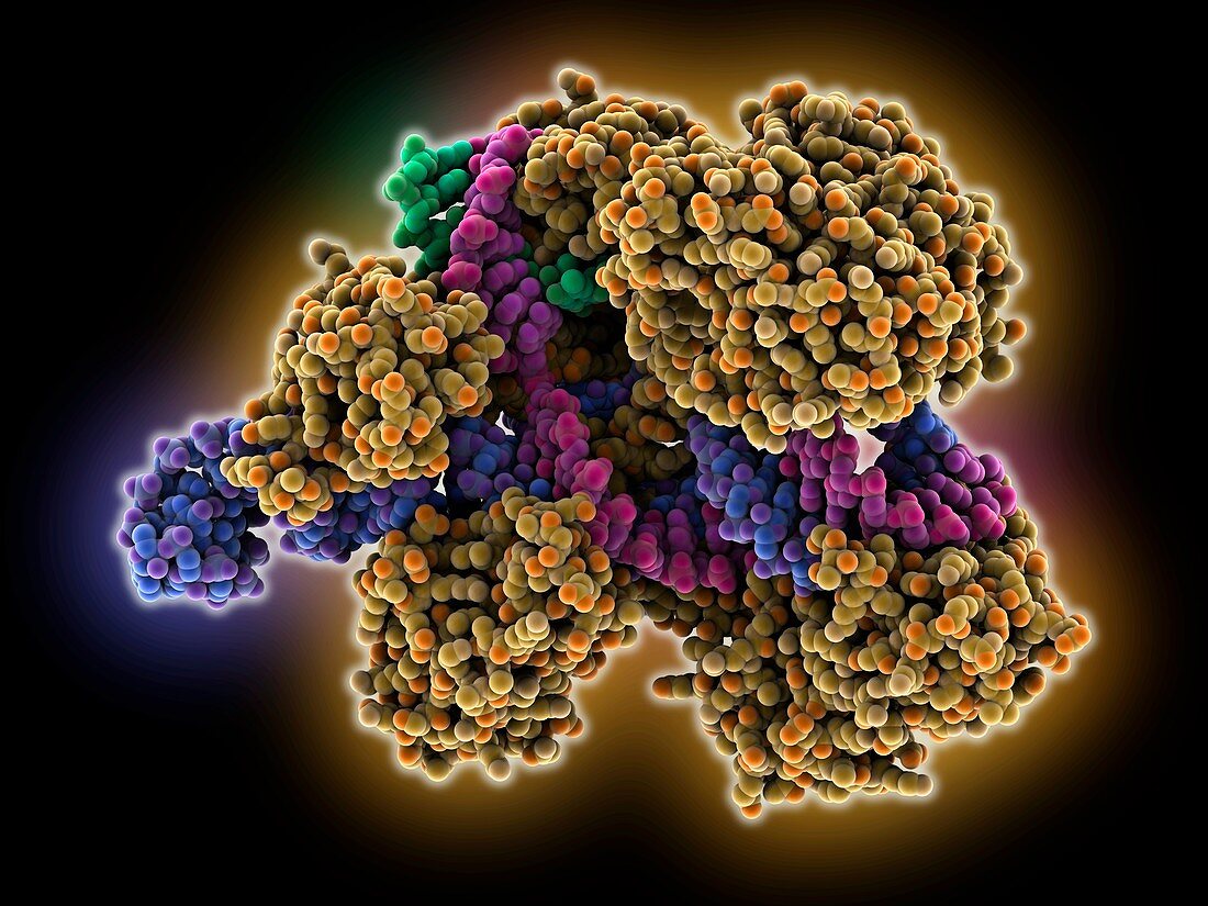 CRISPR Cas9 RNA DNA complex