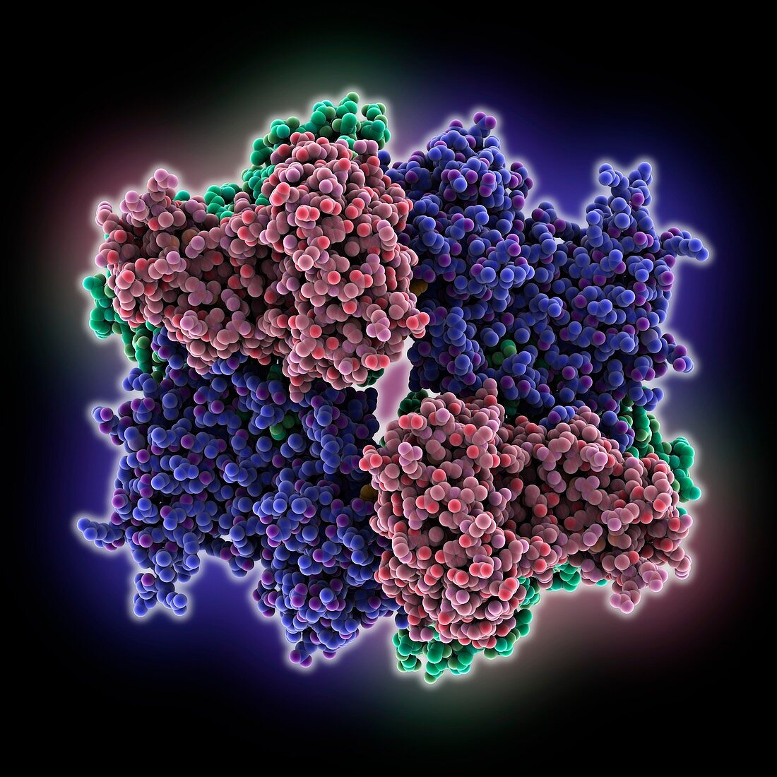 H1N1 influenza A virus nucleoprotein