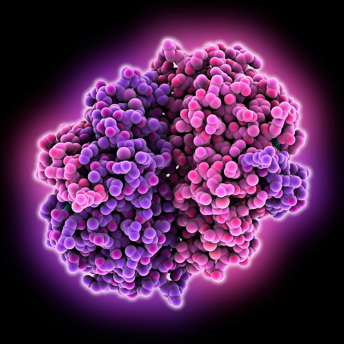 Herpes simplex virus ICP27 protein