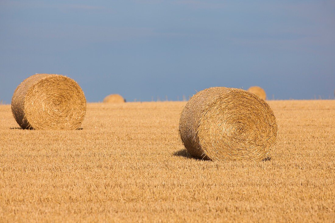 Bales of straw after harvesting