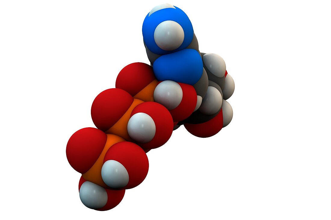 Adenosine triphosphate molecule