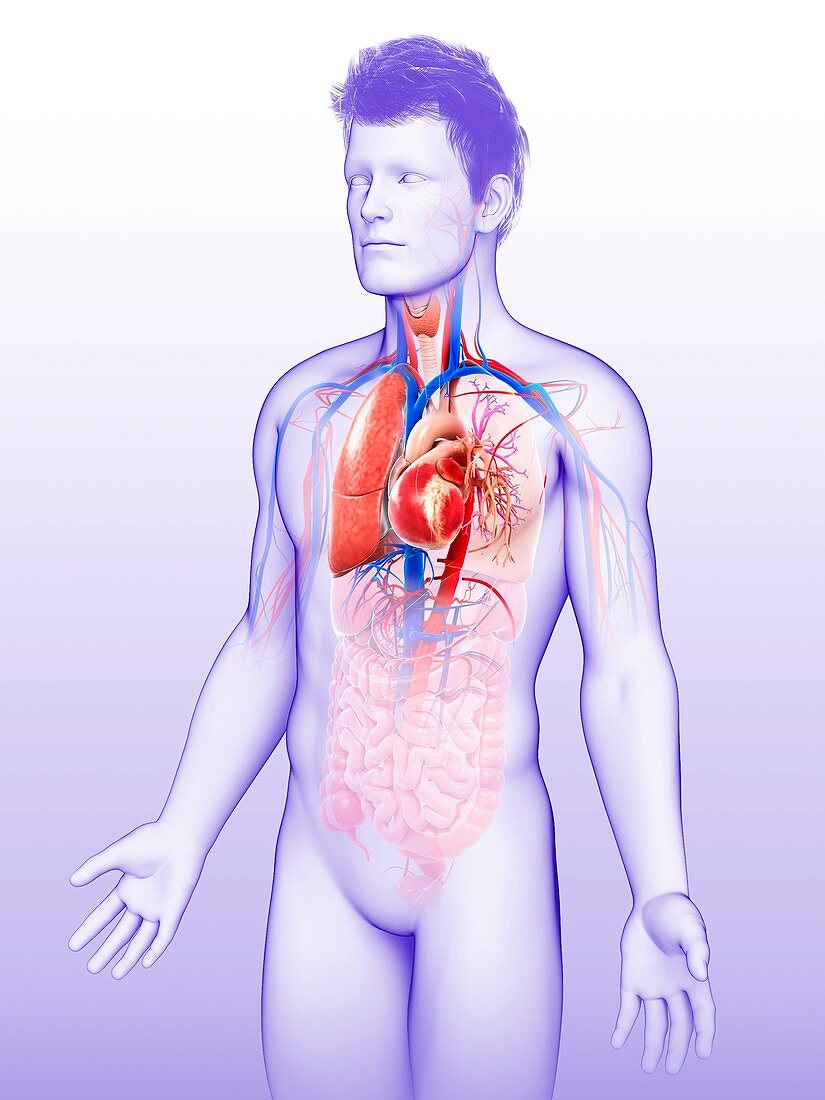 Male heart-lung system, illustration