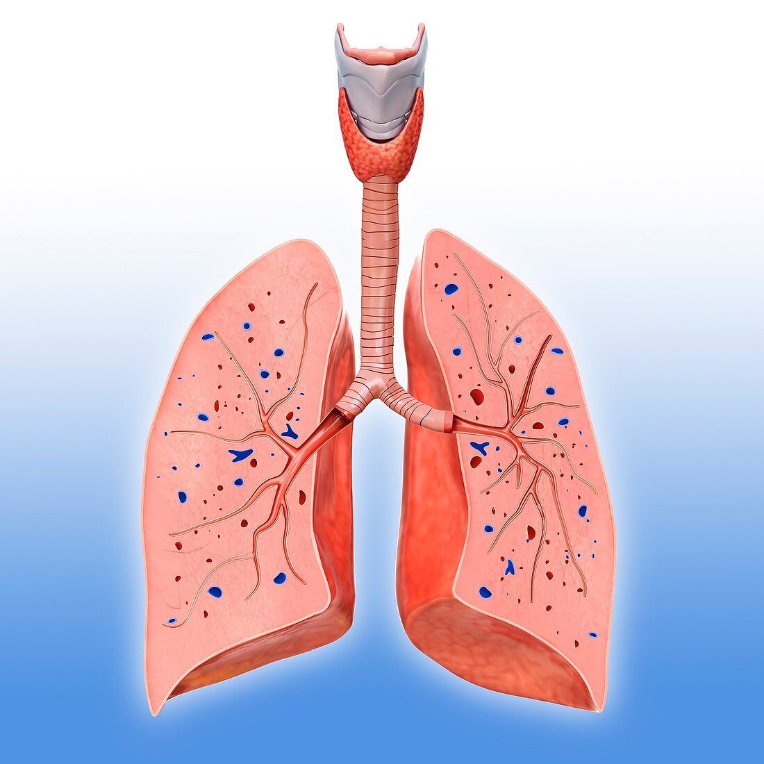 Human lung anatomy, illustration