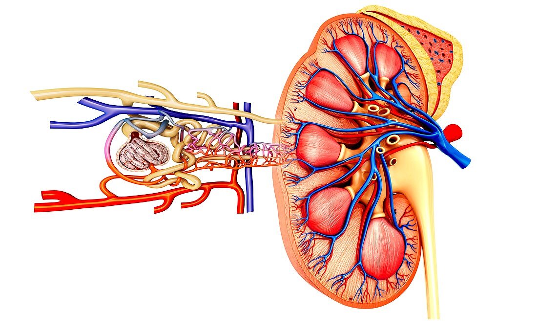 Nephron structure in a kidney, illustration